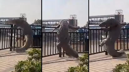 Caught on camera: Giant crocodile climbs out of UP canal, video takes internet by storm (WATCH)