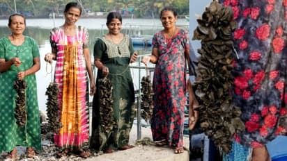 ഒന്നിച്ചിറങ്ങി, വിളവ് ഒന്നിൽ നിന്നില്ല, രണ്ടര ടൺ; നൂറുമേനി കൊയ്ത് സ്ത്രീ കൂട്ടായ്മയുടെ കല്ലുമ്മക്കായ കൃഷി