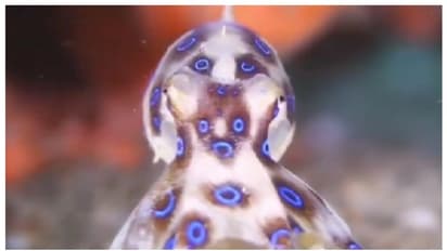 ഇത്തിരിക്കുഞ്ഞന്‍, പക്ഷേ 20 മിനിറ്റില്‍ ആളെ കൊല്ലാന്‍ മിടുക്കന്‍