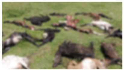 കാട്ടുനായ്ക്കൾ കൊന്നത് നാൽപതോളം ആടുകളെ, കനകരാജിന് നഷ്ടം നാല് ലക്ഷം, ജീവിതം വഴിമുട്ടി‌