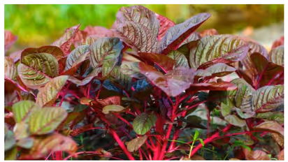 ചുവന്ന ചീര കഴിച്ചാൽ ലഭിക്കുന്ന ആറ് ഗുണങ്ങളിതാ...