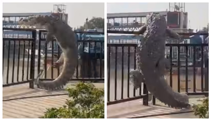 നഗരം കാണാനിറങ്ങിയ മുതല; ഭയന്ന് നിലവിളിച്ച് മനുഷ്യർ; യുപിയില്‍ നിന്നുള്ള വീഡിയോ സോഷ്യല്‍ മീഡിയയില്‍ വൈറൽ 