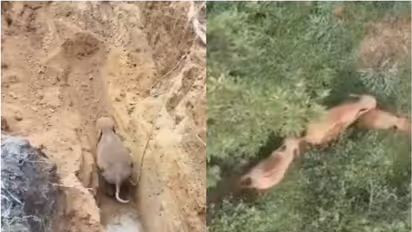 WATCH: Baby Elephant Freed From Deep Well in Tamil Nadu, Reunited With Mother After 8 Hour