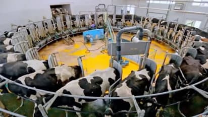 ഒരുലക്ഷം പശുക്കൾ, നിർമ്മാണച്ചെലവ് 1300 കോടി, ലോകത്തിലെ ഏറ്റവും വലിയ കന്നുകാലി ഫാം ചൈനയിൽ