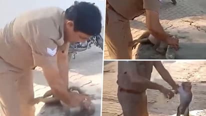 UP cop revives unconscious monkey with CPR in Bulandshahr's sweltering heat; viral video wins hearts (WATCH)