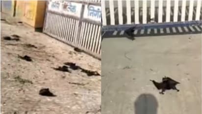 WATCH: Bats And Birds Die Due To Heatstroke as Temperatures Rise Above 46 Degrees in Madhya Pradesh