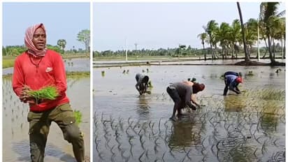 Mayiladuthurai: டெல்டா மாவட்ட வயல்வெளியில் இந்தி பாட்டு பாடி நாற்று நடும் வடமாநில இளைஞர்கள்