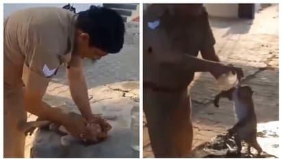 കൊടും ചൂടില്‍ തളർന്ന് വീണ കുരങ്ങന് സിപിആര്‍ നല്‍കുന്ന പോലീസ് ഉദ്യോഗസ്ഥന്‍റെ വീഡിയോ 