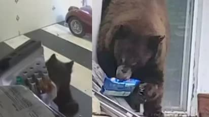 ഇങ്ങനെയുണ്ടോ ഒരു മധുരക്കൊതി; ഈ ഒരൊറ്റ ബിസ്ക്കറ്റിന് വേണ്ടി വീട്ടിലും കാറിലും കയറി കരടി, ഫ്രിഡ്ജും തുറക്കും 