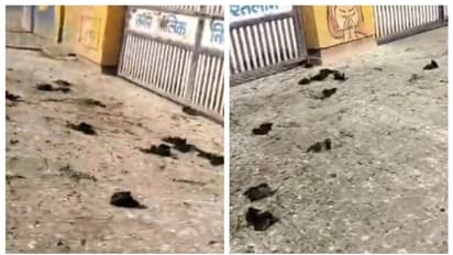 മധ്യപ്രദേശിൽ താപനില 46 ഡിഗ്രി കടന്നു, വവ്വാലുകളും പക്ഷികളും ചത്തൊടുങ്ങുന്നു; വീഡിയോ വൈറൽ 