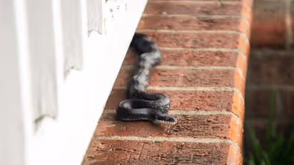 ഈ മഴക്കാലത്ത് പാമ്പുകൾ വീടിനുള്ളിൽ കയറുന്നത് തടയാനുള്ള ചില മാർഗങ്ങൾ