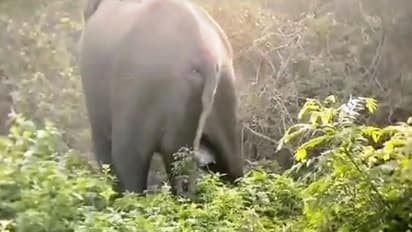 ಚಾಮರಾಜನಗರ: ಪ್ರವಾಸಿಗರ ಕಣ್ಣ ಮುಂದೆ ಮರಿಗೆ ಜನ್ಮ ನೀಡಿದ ಆನೆ