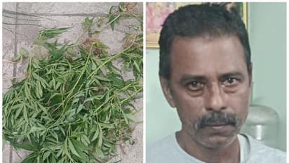 Ganja: தனக்கு தேவையான கஞ்சா செடிகளை வீட்டிலேயே வளர்த்த டெய்லர்; கோவையில் பரபரப்பு