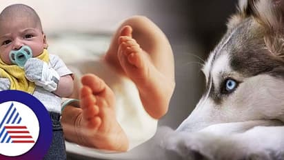 ಒಂದೂವರೆ ತಿಂಗಳ ಮಗುವಿನ ಮೇಲೆ ಮುದ್ದಿನ ಸಾಕು ನಾಯಿ ದಾಳಿ, ಮುಂದೇನಾಯ್ತು?