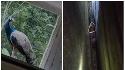 കാൽതെറ്റി വീണത് മതിലുകൾക്കിടയിൽ എട്ടടിയോളം താഴ്ചയിലേക്ക്; എല്ലാവരും പരാജയപ്പെട്ടപ്പോൾ രക്ഷകരായി ഫയർഫോഴ്സ്