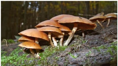 കൂൺ കഴിച്ച് ഒരു കുടുംബത്തിലെ മൂന്ന് കുട്ടികൾ മരിച്ചു; ഒൻപത് പേർ ആശുപത്രിയിൽ