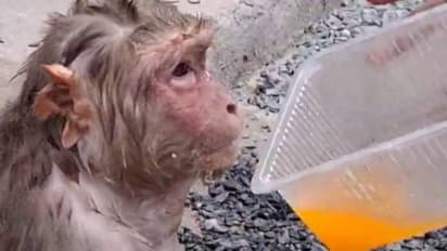 പേടിക്കേണ്ട നീ സുരക്ഷിതനാണ്! ചൂടിനെ തുടർന്ന് മരത്തിൽ നിന്ന് വീണ കുരങ്ങിന് തണലായി ​ഗ്രാമം