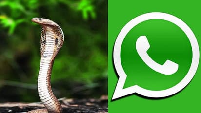 ಕರ್ನಾಟಕದಲ್ಲಿ ಮೊದಲ ಬಾರಿಗೆ ಹಾವು ಕಡಿತದ ಜಾಗೃತಿಗಾಗಿ ವಾಟ್ಸಾಪ್ ಚಾಟ್ ಬಾಟ್ ಆರಂಭ!