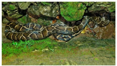 വീട്ടിൽ 'അപ്രതീക്ഷിത' അതിഥി, രാത്രി ​ഗേറ്റിന് മുന്നിൽ കിടപ്പ്, ഉറക്കമില്ലാതെ കുടുംബം; അനങ്ങാതെ വനം വകുപ്പ്