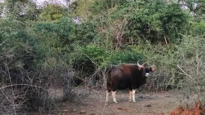 ಮುಂಗಾರು ಮಳೆ ಎಫೆಕ್ಟ್: ಮಾದೇಶ್ವರ ವನ್ಯಧಾಮ ಸಫಾರಿಗೆ ಉತ್ತಮ ಪ್ರತಿಕ್ರಿಯೆ!