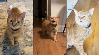 ಸಿಂಗಿಂಗ್ ಕ್ಯಾಟ್ ಎಂದೇ ಜನಪ್ರಿಯವಾಗಿದ್ದ ಕಾಲಾ ಇನ್ನಿಲ್ಲ, ಮುದ್ದಿನ ಬೆಕ್ಕಿಗೆ ಕಣ್ಣೀರ ವಿದಾಯ!