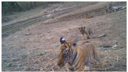 പൂജ്യത്തിൽ നിന്ന് 40 ലേക്ക്; സംരക്ഷണ പദ്ധതി കടുവകളുടെ എണ്ണം കൂട്ടിയെന്ന് ഉദ്യോഗസ്ഥൻ, അഭിനന്ദിച്ച് സോഷ്യൽ മീഡിയ