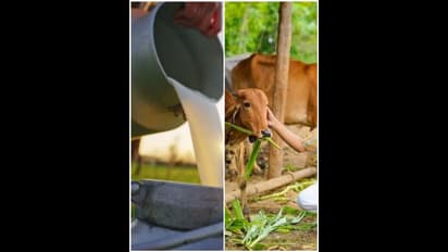 ಹಾಸನದಲ್ಲಿ ಕಾಂಗ್ರೆಸ್‌ಗೆ ಮತ ಹಾಕಿದ್ದಕ್ಕೆ ರೈತರ ಹಾಲು ಪಡೆಯದ ಡೈರಿ!