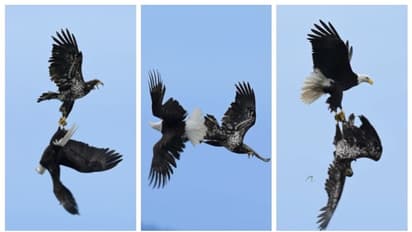 സോഷ്യല് മീഡിയയെ അതിശയപ്പെടുത്തി പരുന്തുകളുടെ ആകാശ പോരാട്ടം; വീഡിയോ വൈറല്