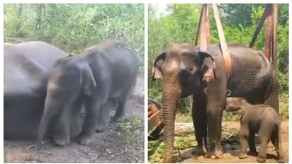 Elephant : குட்டியை சேர்த்துக்கொள்ளாத தாய் யானை.. முதுமலைக்கு கொண்டு செல்லப்பட்ட குட்டி யானை.!! காரணம் என்ன.?