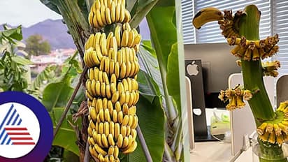 ಕಚೇರಿಯಲ್ಲಿ ಬಾಳೆಗೊನೆ! ತಿನ್ನೋಕಲ್ಲ ಟೆನ್ಷನ್ ಕಡಿಮೆ ಮಾಡೋಕಂತೆ!