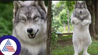 ತೋಳದಂತೆ ಕಾಣೋಕೆ 20 ಲಕ್ಷ ಖರ್ಚು ಮಾಡಿದ ಜಪಾನ್ ವ್ಯಕ್ತಿ!