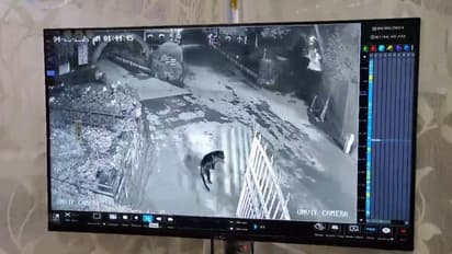 உதகை அரசு தாவரவியல் பூங்காவில் உலா வரும் கருஞ்சிறுத்தையால் சுற்றுலாப் பயணிகள் அச்சம்