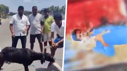 'If DMK workers have guts, come lay hands on me': Annamalai's fiery response to goat slaying video (WATCH)