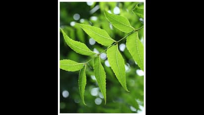Healthy hair to skin detox: Know the wonderful benefits of Neem leaves 