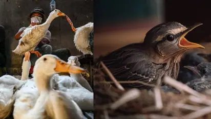 Bird Flu first Death: बर्ड फ्लू हुआ इंसानों के लिए जानलेवा, दुनिया में पहली मौत का मामला आया सामने