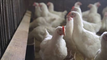Unprecedented Case: H5N2 Bird Flu Found in Human in Mexico City, WHO Reports