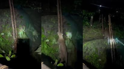 കിണറിൽ വീണപ്പോൾ പിടിവള്ളിയായ മോട്ടറിന്റെ പൈപ്പ്, മുളയേണിയുമായി വനംവകുപ്പ്, ശരവേഗത്തിൽ നാടുവിട്ട് പുലി