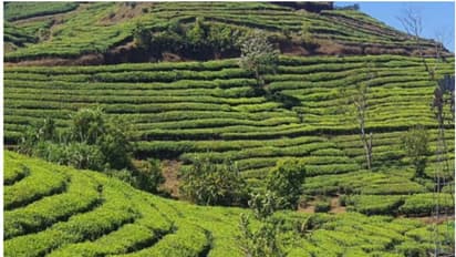 തോട്ടങ്ങളിലെ പരിശോധന; 75 ഇടങ്ങളിലായി 224 നിയമ ലംഘനങ്ങൾ കണ്ടെത്തി, ഏറ്റവും കൂടുതൽ ഇടുക്കിയിൽ