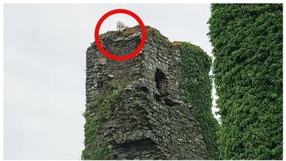 100 അടി ഉയരമുള്ള ടവറിന് മുകളില്‍ കുടുങ്ങിക്കിടന്നത് മൂന്ന് ദിവസം; ഒടുവില്‍ ആട്ടിന്‍ കുട്ടിക്ക് രക്ഷ 