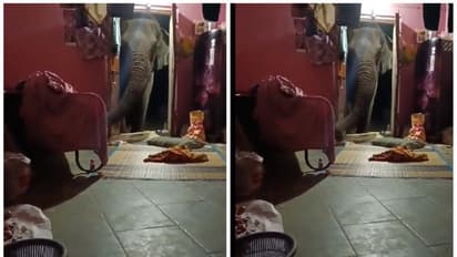 Viral Video: வீட்ல வேற ஒன்னுமே இல்ல போ சாமி; காட்டு யானையை பேசிய வழி அனுப்பிய தோட்ட தொழிலாளி