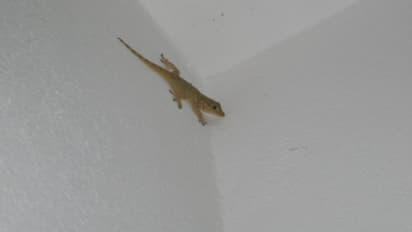 പല്ലിശല്യം കൊണ്ട് പൊറുതിമുട്ടിയോ? എങ്കിൽ ഇങ്ങനെ ചെയ്യൂ