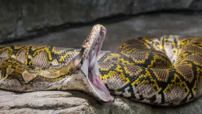 ನಾಪತ್ತೆಯಾದ 4 ಮಕ್ಕಳ ತಾಯಿ ಮೂರು ದಿನ ಬಳಿಕ ಹೆಬ್ಬಾವಿನ ಹೊಟ್ಟೆಯಲ್ಲಿ ಪತ್ತೆ!