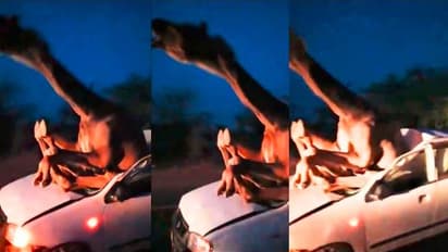 ಒಂಟೆಗೆ ಕಾರು ಡಿಕ್ಕಿ: ಅಪಘಾತದ ರಭಸಕ್ಕೆ ಕಾರಿನೊಳಗೆ ಸಿಲುಕಿ ನೋವು ತಡೆಯಲಾಗದೇ ಒಂಟೆಯ ಅರಚಾಟ