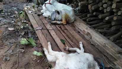 'ബാക്കിയുള്ള ആടുകളെ വിറ്റു, 3 എണ്ണത്തെ ഇഷ്ടംകൊണ്ട് നിർത്തിയതാണ്' ഷൺമുഖനെ കണ്ണീരിലാക്കി തെരുവുനായ ആക്രമണം 