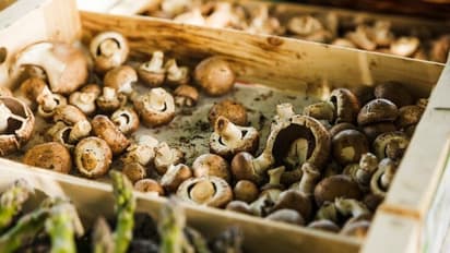 A Journey from MBA to Mushroom Farming: How this Delhi boy built a thriving mushroom business