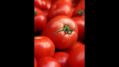 ಟೊಮೆಟೋಗೆ ಮತ್ತೆ ಬಂತು ಚಿನ್ನದ ಬೆಲೆ : ರೈತರಿಗೆ ಬಂಪರ್