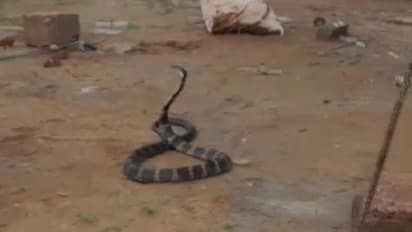 ಕೊಡಗು: ಮನೆಯಲ್ಲಿ ಸೇರಿಕೊಂಡ ಕಾಳಿಂಗ ಸರ್ಪ, ಹೌಹಾರಿದ ಜನತೆ..!