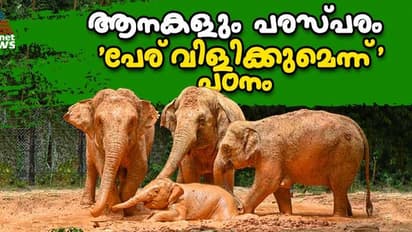 മനുഷ്യരെ പോലെ ആനകളും പരസ്പരം 'പേര് ചൊല്ലി' വിളിക്കുന്നുവെന്ന് പഠനം 