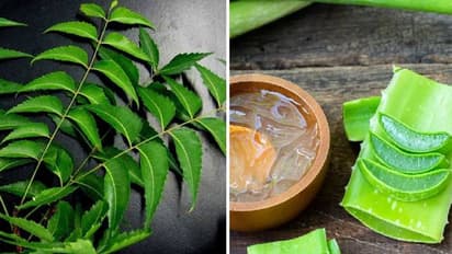 बढ़े हुए ब्लड शुगर को लाइन में ला देती हैं ये मेडिशनल लीव्स, स्टडी में भी हो चुका है प्रूव