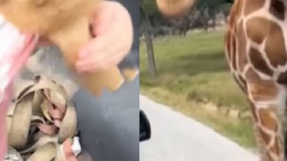 മൃ​ഗശാല സന്ദർശിക്കാനെത്തിയ കുഞ്ഞിനെ എടുത്തുയർത്തി ജിറാഫ്, ഞെട്ടിക്കുന്ന വീഡിയോ 